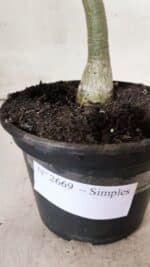 Planta Simples 2669 – 30cm – 02 anos - Imagem 5