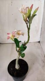 Planta Simples 2669 – 30cm – 02 anos - Imagem 4