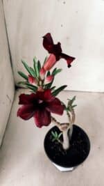 Planta Simples 2671 – 30cm – 02 anos - Imagem 4