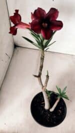 Planta Simples 2671 – 30cm – 02 anos - Imagem 2