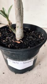 Planta Simples 2671 – 30cm – 02 anos - Imagem 5