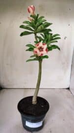 Planta Simples 2672 – 30cm – 02 anos - Imagem 2