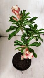 Planta Simples 2672 – 30cm – 02 anos - Imagem 4