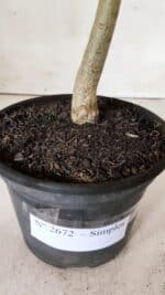 Planta Simples 2672 – 30cm – 02 anos - Imagem 7