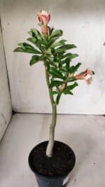 Planta Simples 2672 – 30cm – 02 anos - Imagem 6