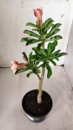 Planta Simples 2672 – 30cm – 02 anos - Imagem 5