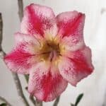 Planta Simples 2674 – 30cm – 02 anos