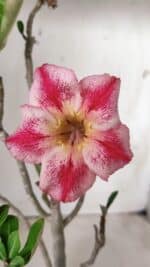 Planta Simples 2674 – 30cm – 02 anos