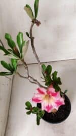 Planta Simples 2674 – 30cm – 02 anos - Imagem 4