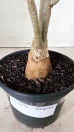 Planta Simples 2674 – 30cm – 02 anos - Imagem 7