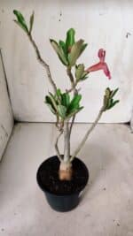 Planta Simples 2674 – 30cm – 02 anos - Imagem 5