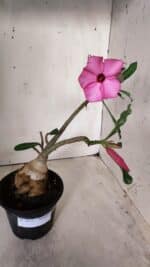 Planta Simples 2675 – 30cm – 03 anos - Imagem 2