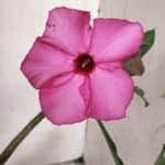 Planta Simples 2675 – 30cm – 03 anos