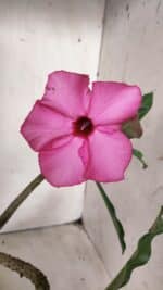 Planta Simples 2675 – 30cm – 03 anos