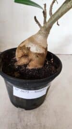 Planta Simples 2675 – 30cm – 03 anos - Imagem 4