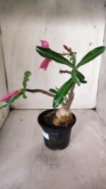 Planta Simples 2675 – 30cm – 03 anos - Imagem 7