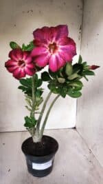 Planta Simples 2676 – 30cm – 02 anos - Imagem 2