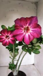 Planta Simples 2676 – 30cm – 02 anos