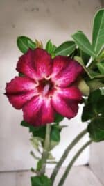 Planta Simples 2676 – 30cm – 02 anos - Imagem 3