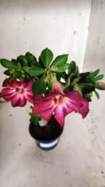 Planta Simples 2676 – 30cm – 02 anos - Imagem 8