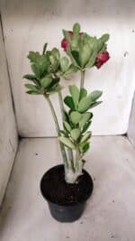 Planta Simples 2676 – 30cm – 02 anos - Imagem 6