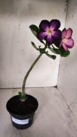 Planta Simples 2677 – 30cm – 01 ano - Imagem 2