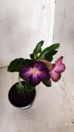 Planta Simples 2677 – 30cm – 01 ano - Imagem 4