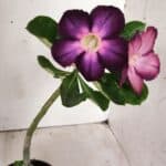 Planta Simples 2677 – 30cm – 01 ano