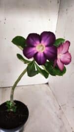 Planta Simples 2677 – 30cm – 01 ano