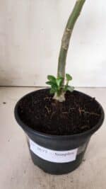 Planta Simples 2677 – 30cm – 01 ano - Imagem 6