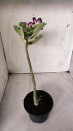 Planta Simples 2677 – 30cm – 01 ano - Imagem 5