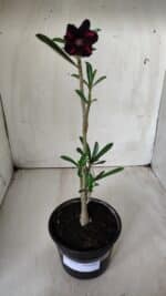 Planta Simples 2678 – 30cm – 01 ano - Imagem 2