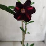 Planta Simples 2678 – 30cm – 01 ano