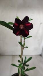 Planta Simples 2678 – 30cm – 01 ano