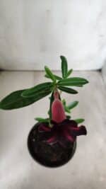 Planta Simples 2678 – 30cm – 01 ano - Imagem 4