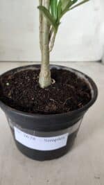 Planta Simples 2678 – 30cm – 01 ano - Imagem 6