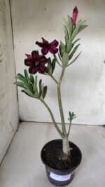 Planta Simples 2679 – 30cm – 02 anos - Imagem 2