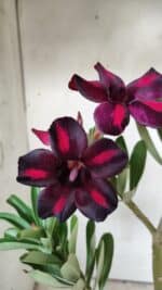 Planta Simples 2679 – 30cm – 02 anos