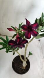 Planta Simples 2679 – 30cm – 02 anos - Imagem 4