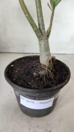 Planta Simples 2679 – 30cm – 02 anos - Imagem 6