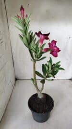 Planta Simples 2679 – 30cm – 02 anos - Imagem 5