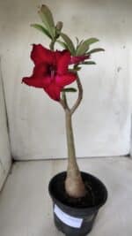 Planta Simples 2680 – 30cm – 02 anos - Imagem 2