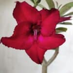 Planta Simples 2680 – 30cm – 02 anos