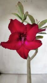 Planta Simples 2680 – 30cm – 02 anos