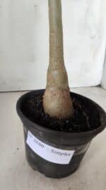 Planta Simples 2680 – 30cm – 02 anos - Imagem 7