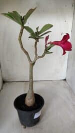 Planta Simples 2680 – 30cm – 02 anos - Imagem 6