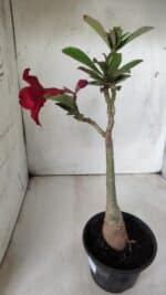 Planta Simples 2680 – 30cm – 02 anos - Imagem 5