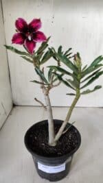 Planta Simples 2681 – 30cm – 02 anos - Imagem 2