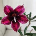 Planta Simples 2681 – 30cm – 02 anos