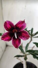 Planta Simples 2681 – 30cm – 02 anos